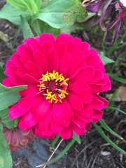 Zinnia