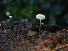 Mycena brunneisetosa