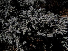 Caroxylon tuberculatum