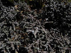 Caroxylon tuberculatum