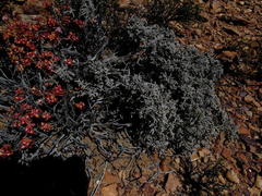 Caroxylon tuberculatum