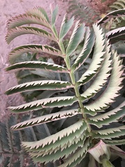 Melianthus