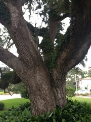 Quercus virginiana