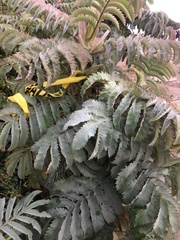 Melianthus