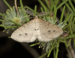 Casbia eremias