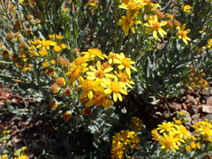 Senecio magnificus
