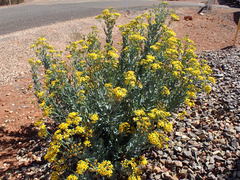 Senecio magnificus