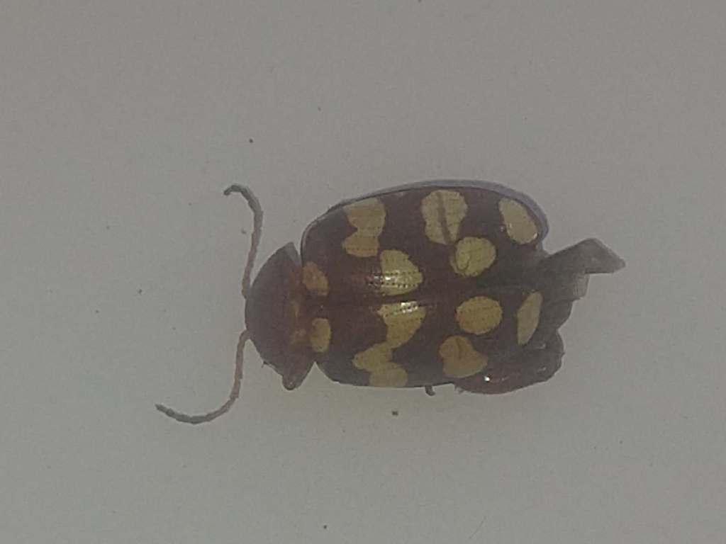 Notozona semifasciata