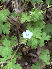 Geranium wislizeni