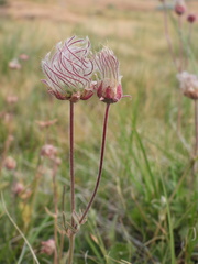 Geum triflorum ciliatum