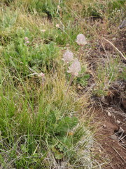 Geum triflorum ciliatum
