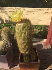 Parodia lenninghausii