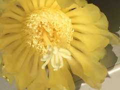 Parodia lenninghausii