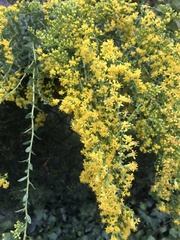 Solidago