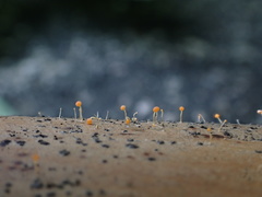 Stilbocrea gracilipes