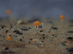 Stilbocrea gracilipes