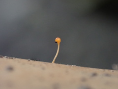 Stilbocrea gracilipes