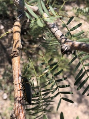 Hippomelas sphenicus