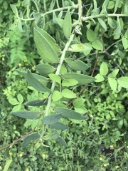 Pereskiopsis blakeana