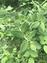 Pereskiopsis blakeana