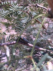 Hippomelas sphenicus