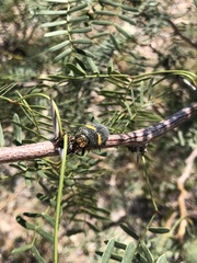 Hippomelas sphenicus