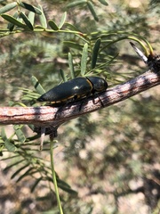Hippomelas sphenicus