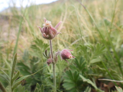 Geum triflorum ciliatum