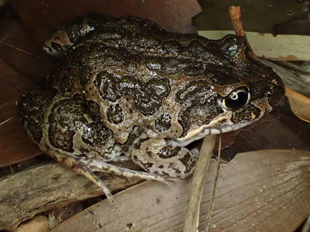 Marbled Frog