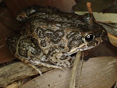 Marbled Frog photo 1