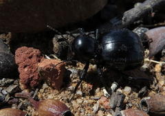 Moluris gibba