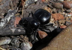 Moluris gibba