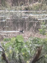 Podilymbus podiceps