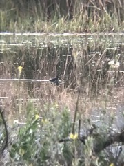 Podilymbus podiceps