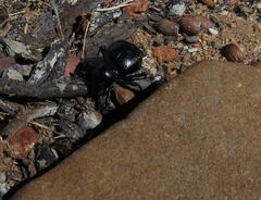 Moluris gibba