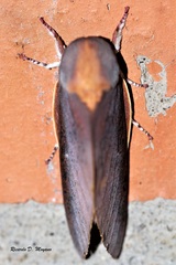 Almeidella approximans