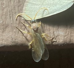 Chyphotes melaniceps