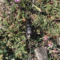 Calosoma vagans