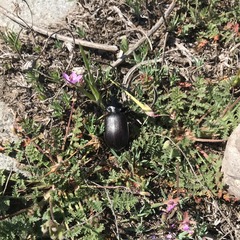 Calosoma vagans
