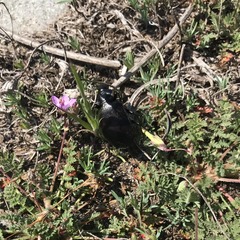Calosoma vagans