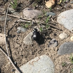 Calosoma vagans