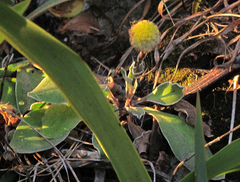 Craspedia uniflora maritima