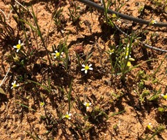 Brachyscome lineariloba