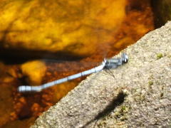 Pseudagrion furcigerum