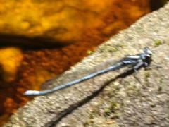 Pseudagrion furcigerum