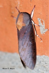 Almeidella approximans