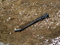 Pseudagrion furcigerum