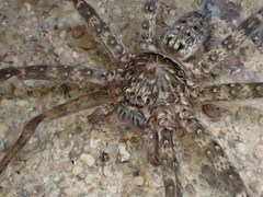 Heteropoda renibulbis
