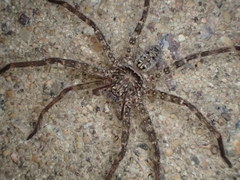 Heteropoda renibulbis