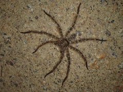 Heteropoda renibulbis